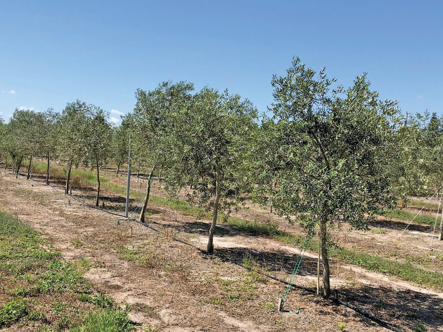 An experimental olive orchard in Wauchula, Florida.